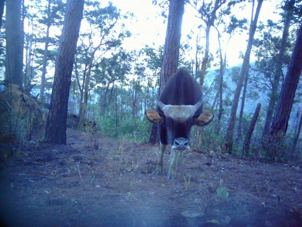 Phát hiện cá thể bò tót trong Vườn Quốc gia Núi Chúa – Phước Bình