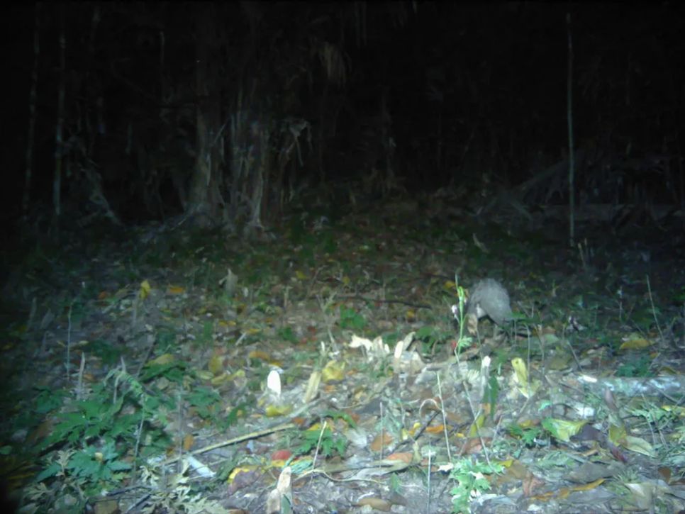 Tê tê Java lọt vào bẫy ảnh