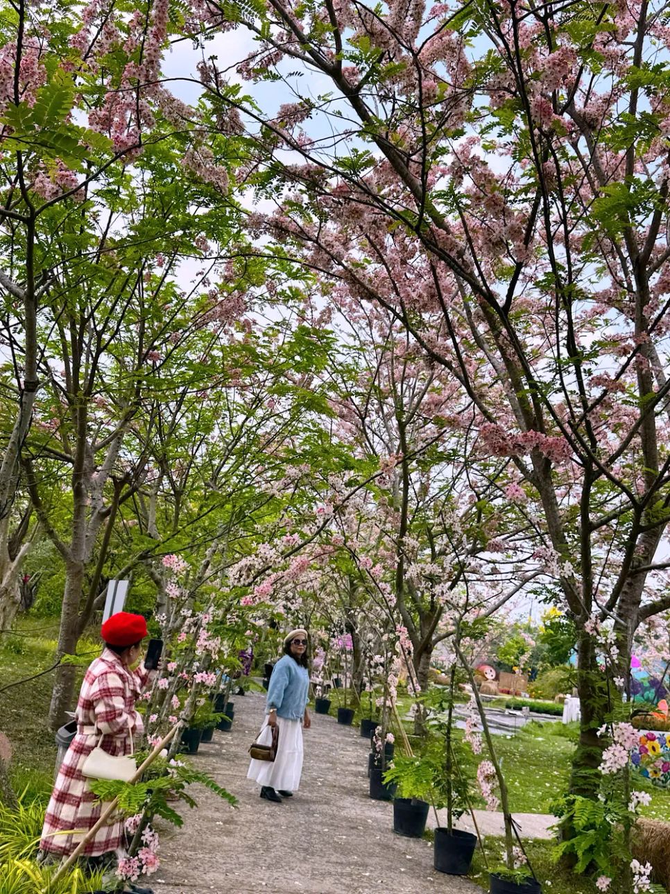 Ngắm vườn hoa anh đào đẹp nhất miền Tây