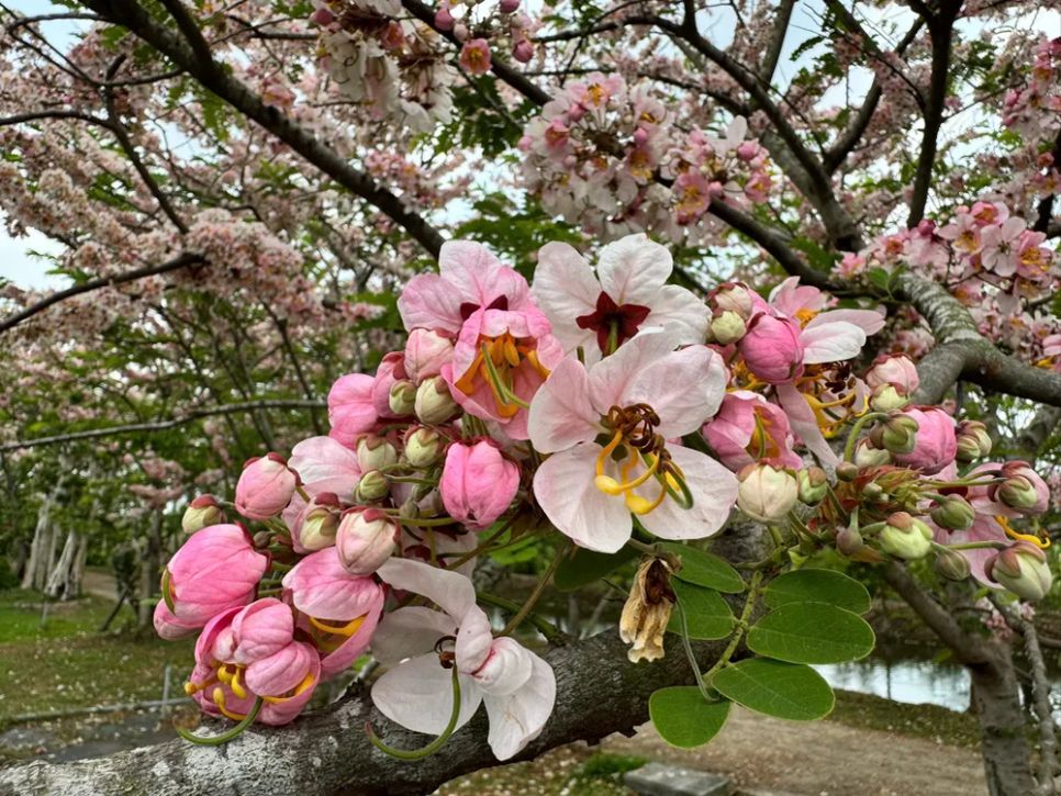 Ngắm vườn hoa anh đào đẹp nhất miền Tây