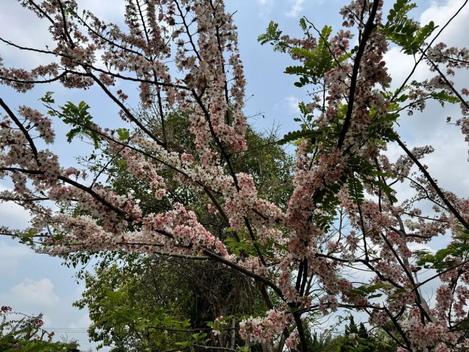 Ngắm vườn hoa anh đào đẹp nhất miền Tây