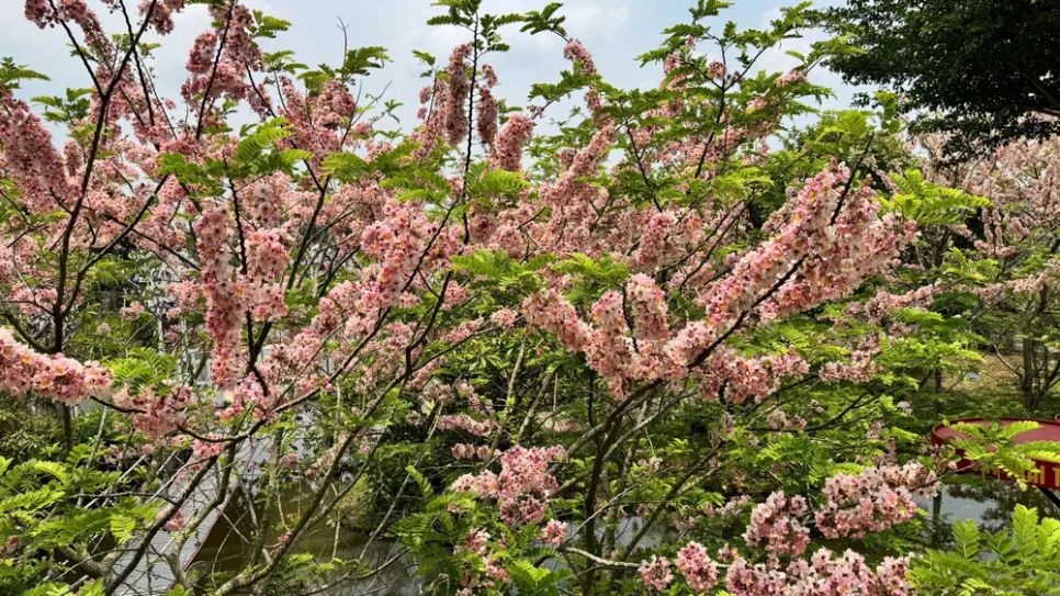 Ngắm vườn hoa anh đào đẹp nhất miền Tây