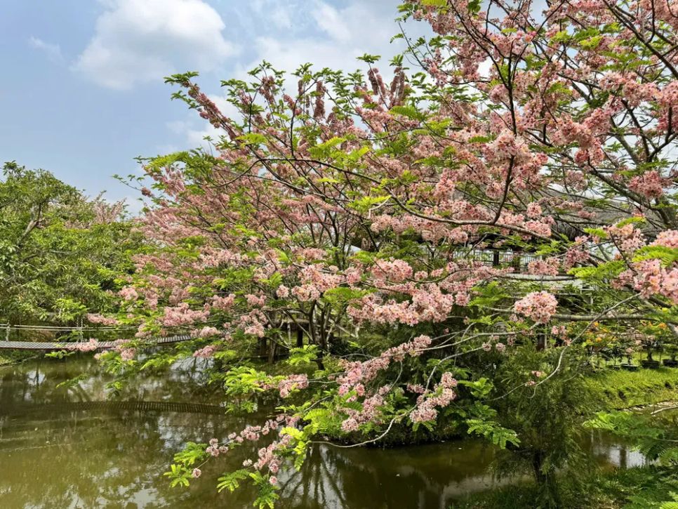 Ngắm vườn hoa anh đào đẹp nhất miền Tây