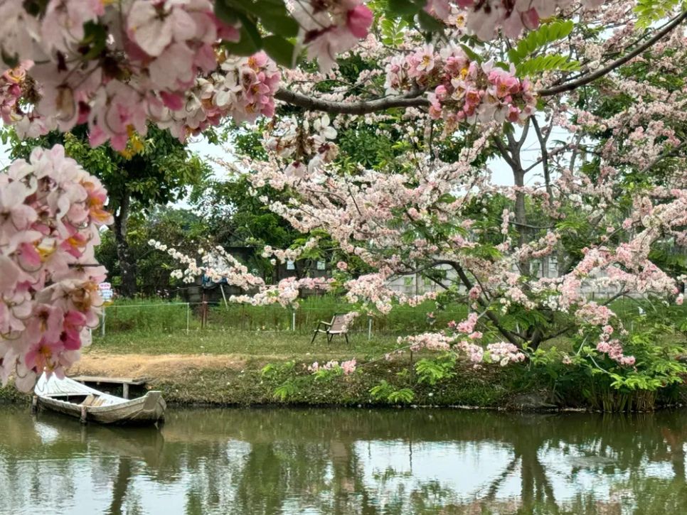 Ngắm vườn hoa anh đào đẹp nhất miền Tây