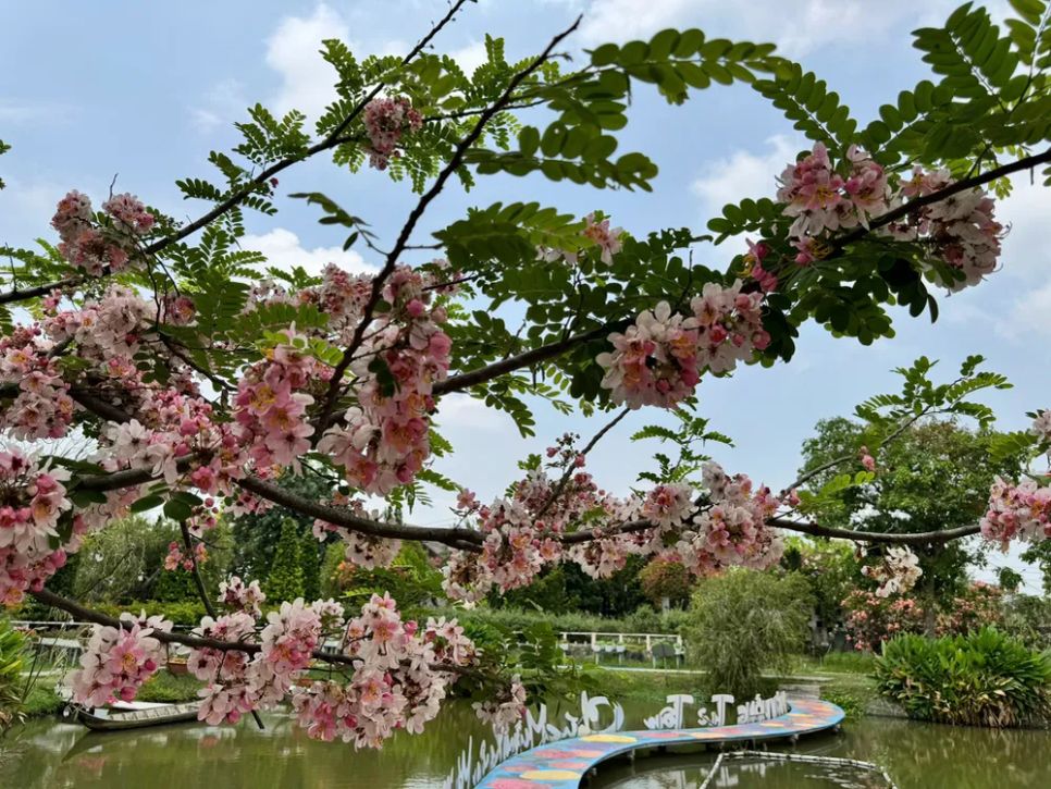 Ngắm vườn hoa anh đào đẹp nhất miền Tây