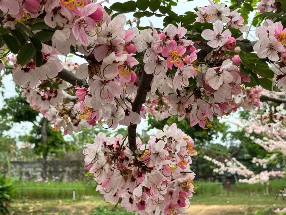 Ngắm vườn hoa anh đào đẹp nhất miền Tây