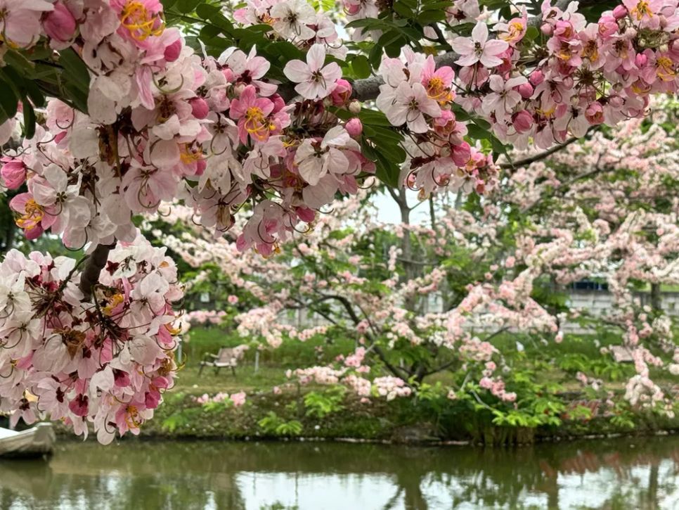 Ngắm vườn hoa anh đào đẹp nhất miền Tây