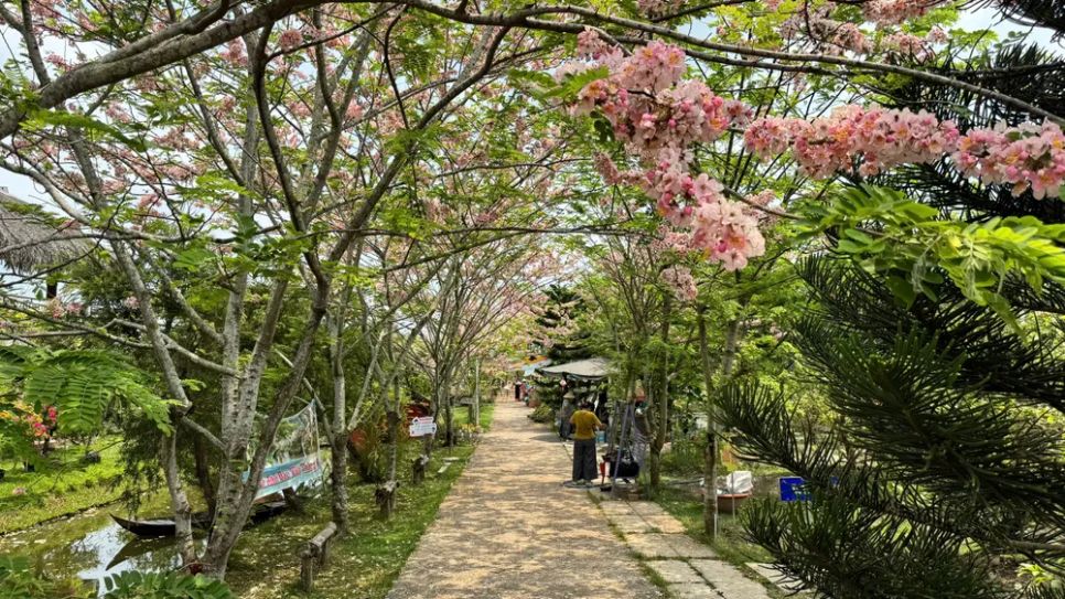 Ngắm vườn hoa anh đào đẹp nhất miền Tây