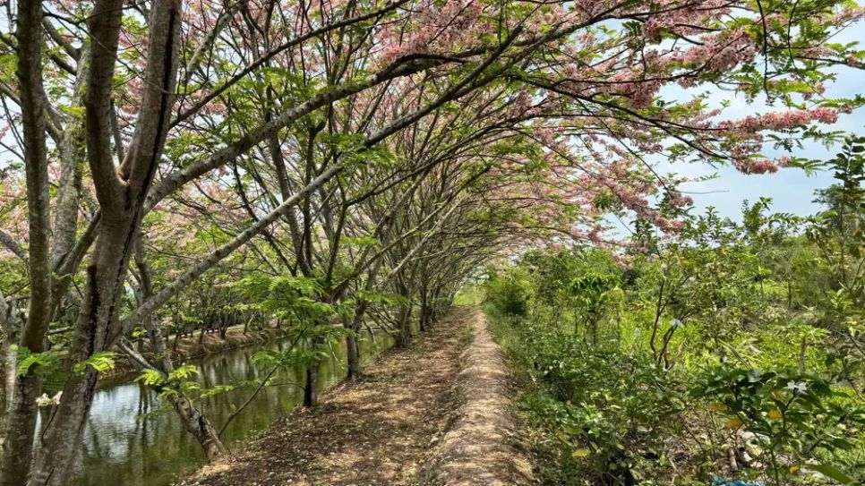 Ngắm vườn hoa anh đào đẹp nhất miền Tây