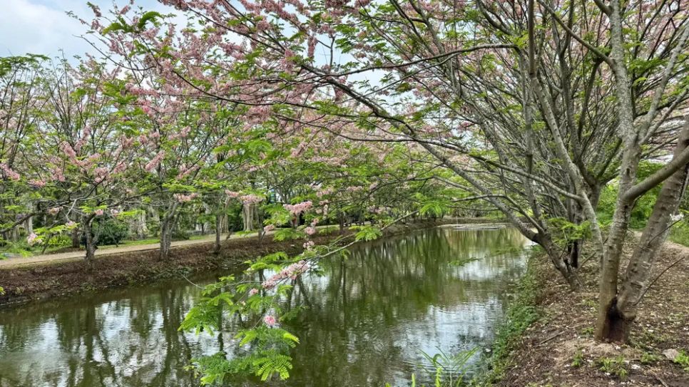 Ngắm vườn hoa anh đào đẹp nhất miền Tây