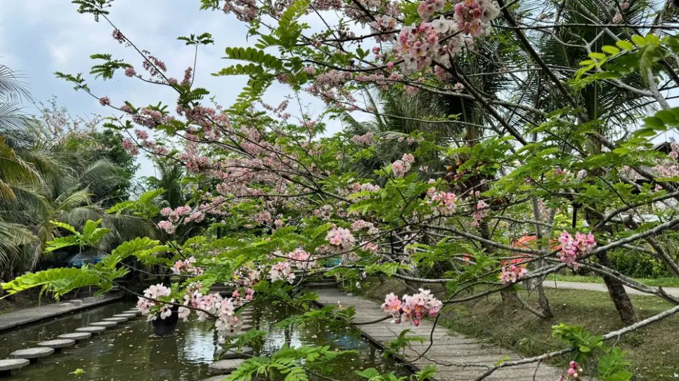 Ngắm vườn hoa anh đào đẹp nhất miền Tây