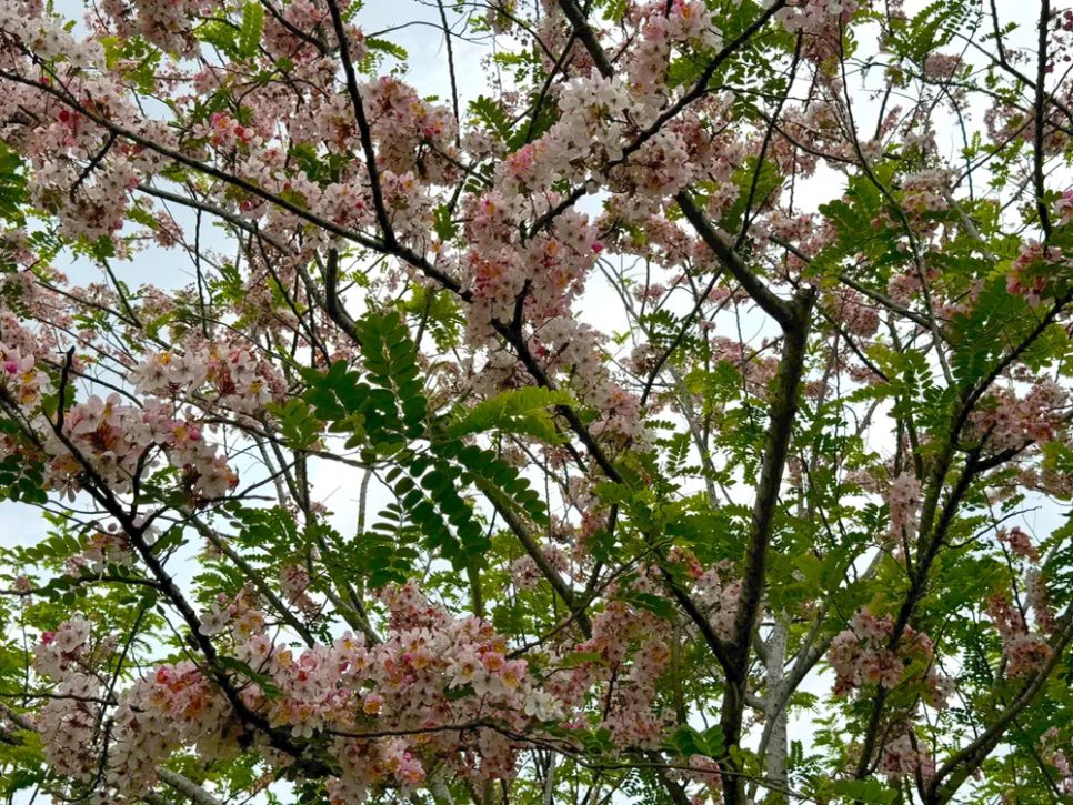 Ngắm vườn hoa anh đào đẹp nhất miền Tây