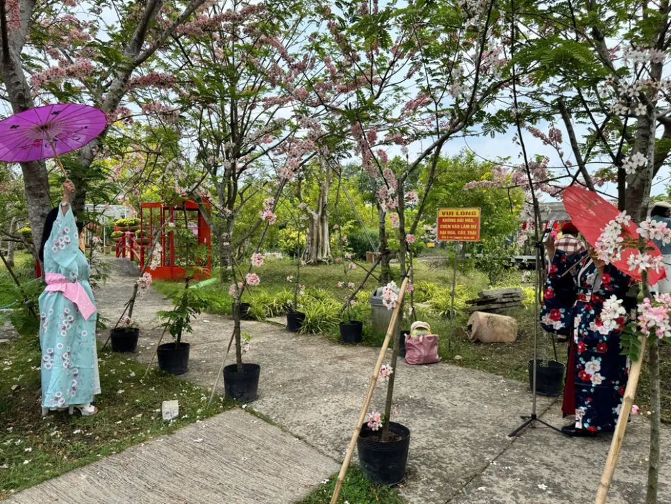 Ngắm vườn hoa anh đào đẹp nhất miền Tây