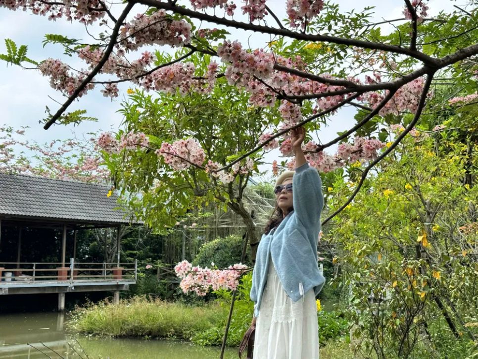 Ngắm vườn hoa anh đào đẹp nhất miền Tây