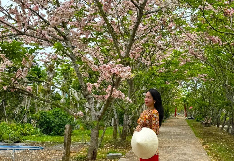 Ngắm vườn hoa anh đào đẹp nhất miền Tây