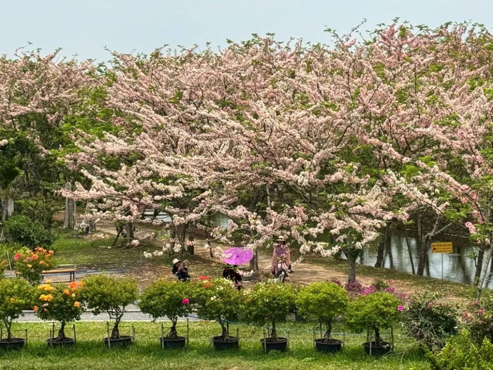 Vườn hoa anh đào với hơn 200 gốc tại làng hoa Sa Đéc