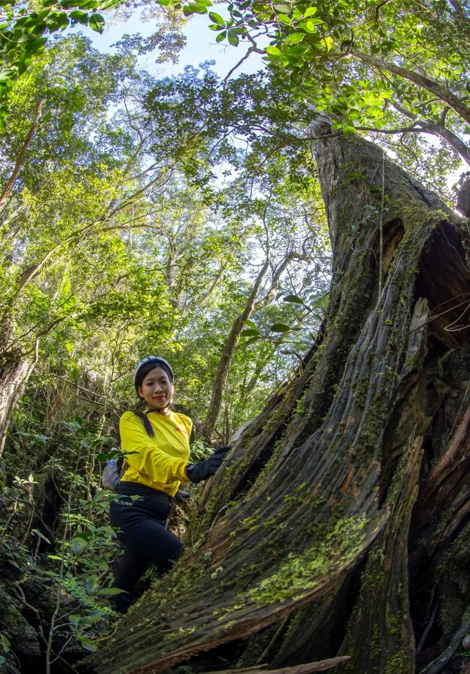 Bách xanh cổ thụ