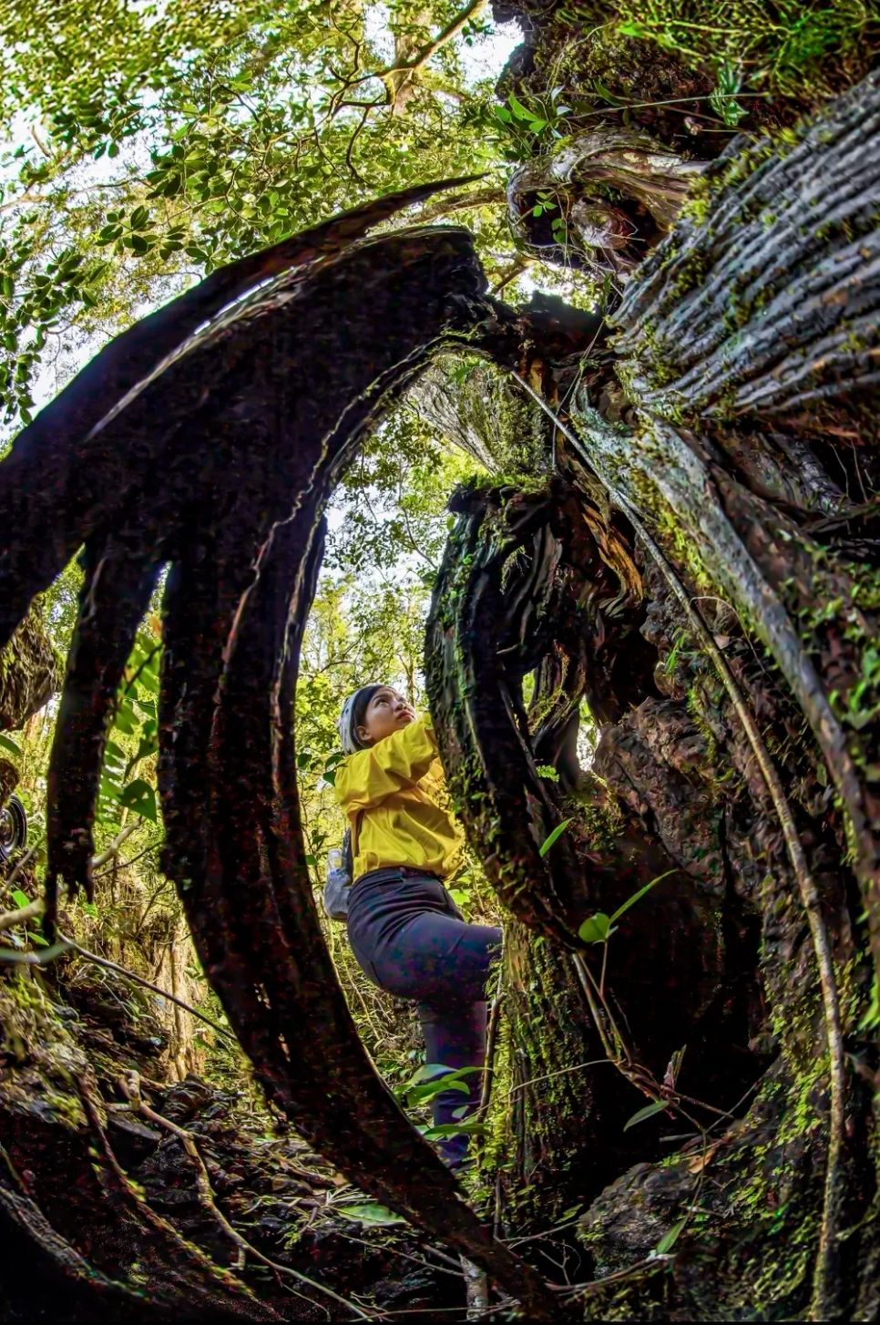 Bên gốc bách xanh