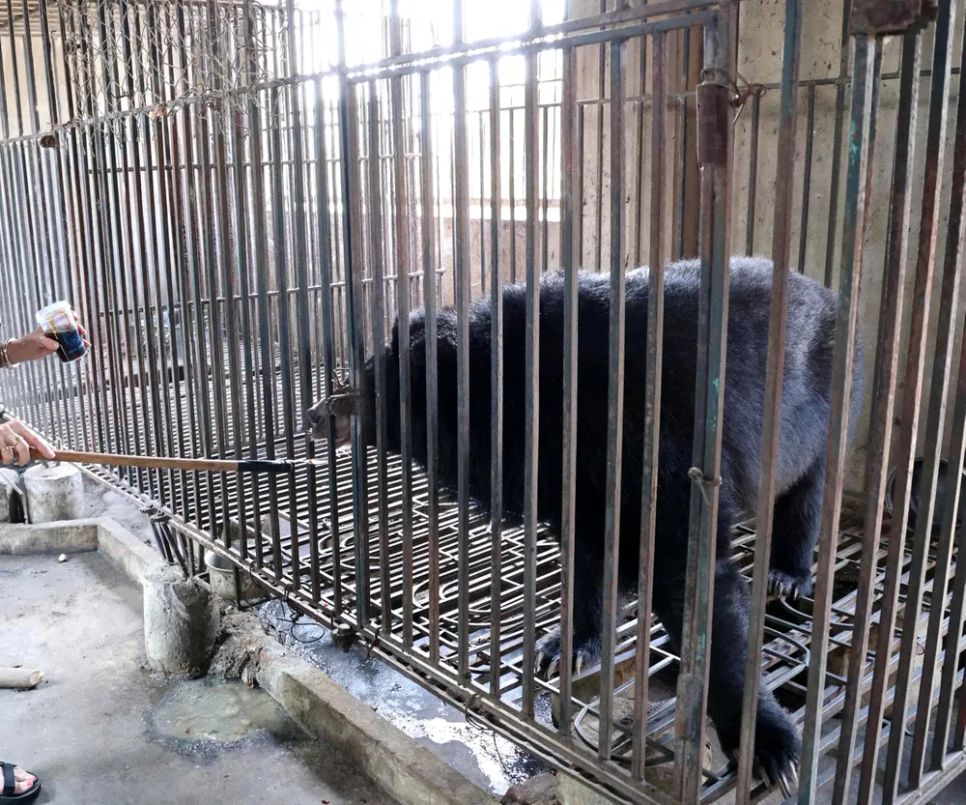 Cá thể gấu ngựa nặng khoảng 90kg