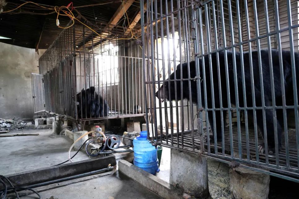 Hai cá thể gấu ngựa được nuôi nhốt trước khi chuyển giao cho cơ quan chức năng