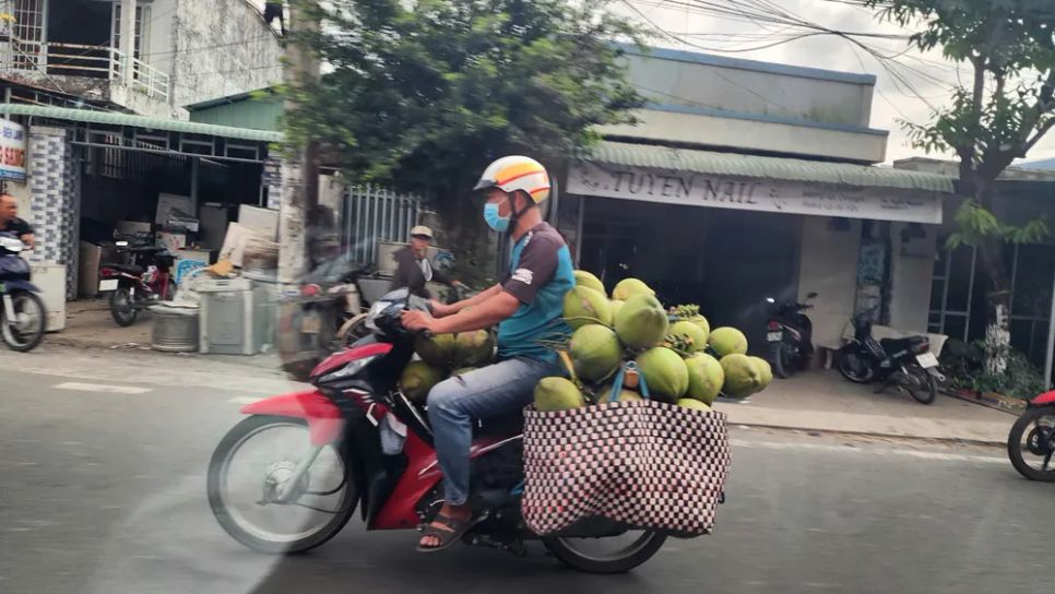 Thương lái ở Đồng Tháp phải đi xe máy vào tận vườn để tìm dừa thu mua