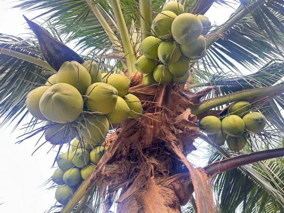 <i>Thị trường dừa tươi tại ĐBSCL trong những ngày qua đang chứng kiến đợt tăng giá mạnh hiếm thấy. (Ảnh: Bùi Nguyên).</i>