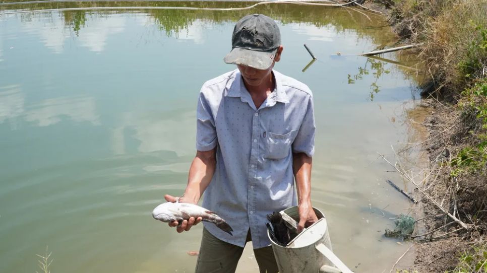 Cá bống tượng bị chết do nhiễm mặn