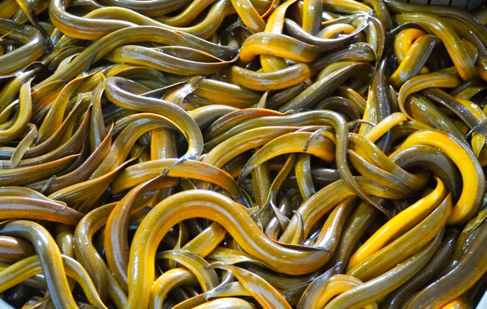 Cần Thơ có khoảng 4.000 tấn lươn thương phẩm đang 