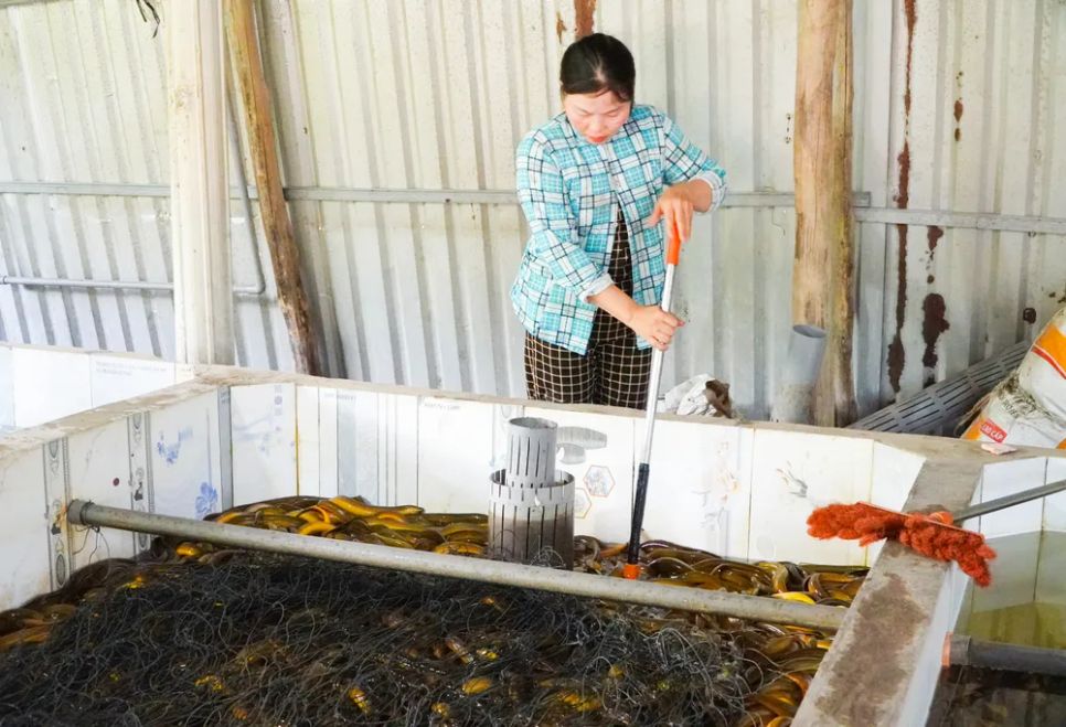 Hộ nuôi lươn tại xã Vị Thủy, TP Cần Thơ đang lo lắng vì lươn đã quá lứa mà không ai mua
