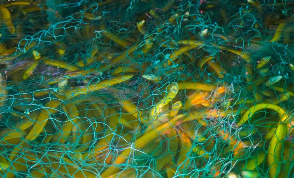 Mô hình nuôi lươn tại xã An Trạch, tỉnh Cà Mau