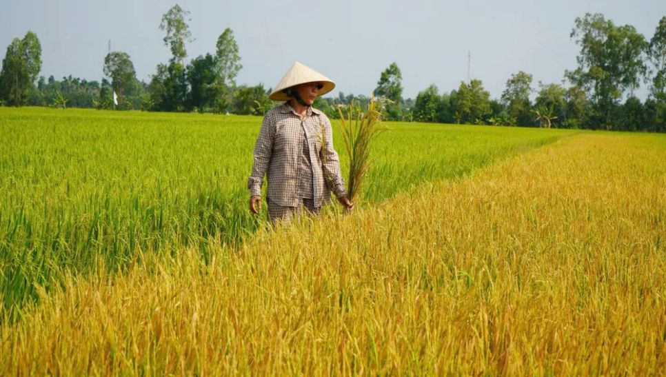 Bà Phạm Thị Ngọc Mến xót xa khi ruộng lúa của mình bỗng nhiên vàng lá, chết khô