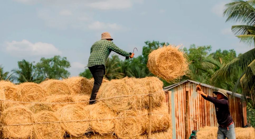 <i>Rơm cuộn được tập kết để chuẩn bị vận chuyển đến nơi tiêu thụ - Ảnh: Trí Trần</i>