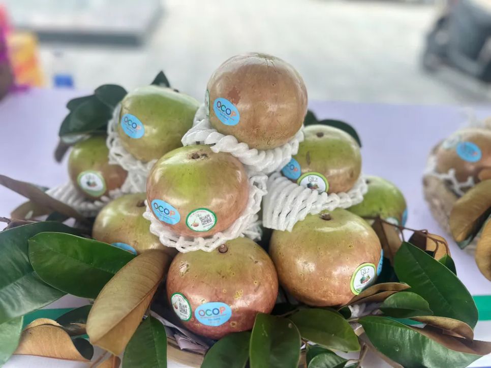 <i>Vú sữa bơ hồng – trái cây đặc sản của Đồng Tháp - Ảnh: Bùi Nguyên</i>