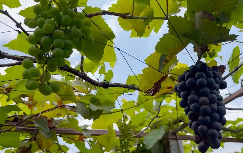 Đồng Tháp: Miễn phí tham quan vườn nho Ninh Thuận