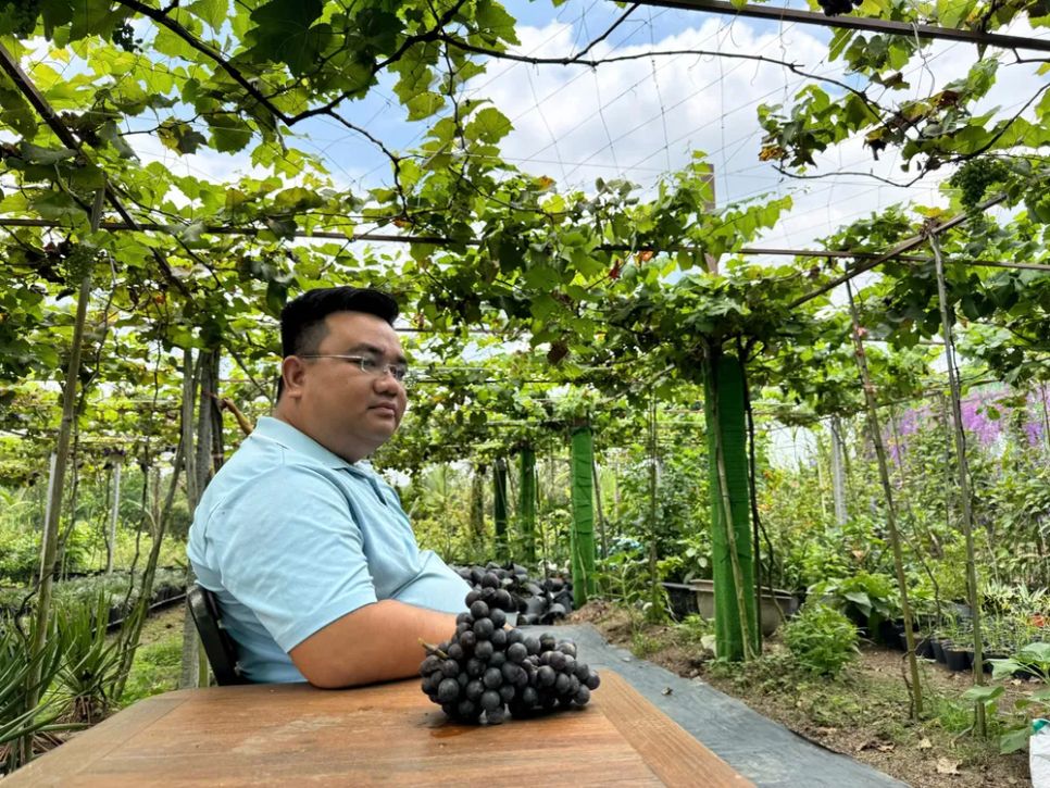 Du khách tham quan được thưởng thức nho tại vườn