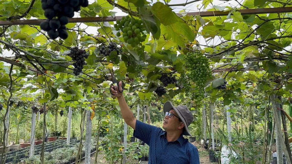 Nhà vườn chăm sóc vườn nho để phục vụ khách tham quan miễn phí
