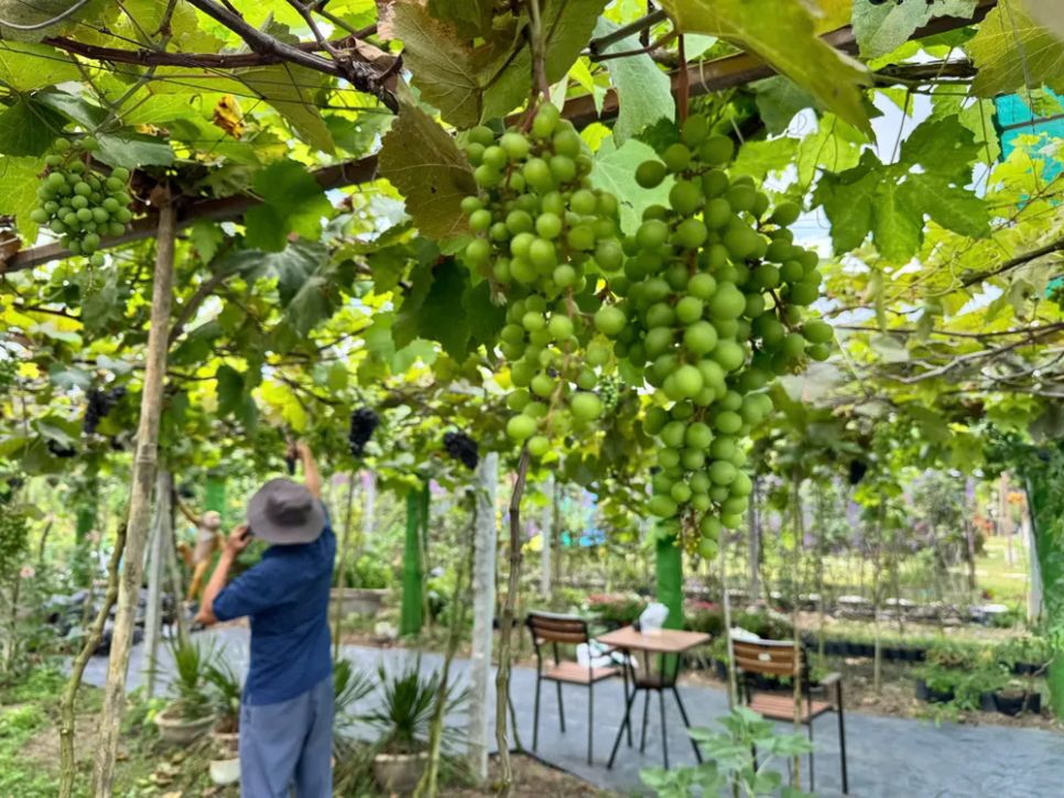 Nhà vườn đang tất bật trang trí vườn nho sẵn sàng đón khách