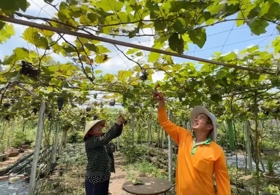 Ông Nguyễn Thành Dũng và công nhân chăm sóc vườn nho hữu cơ