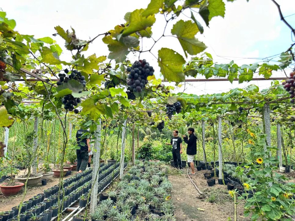 Khám phá vườn nho trĩu quả ở làng hoa Sa Đéc 