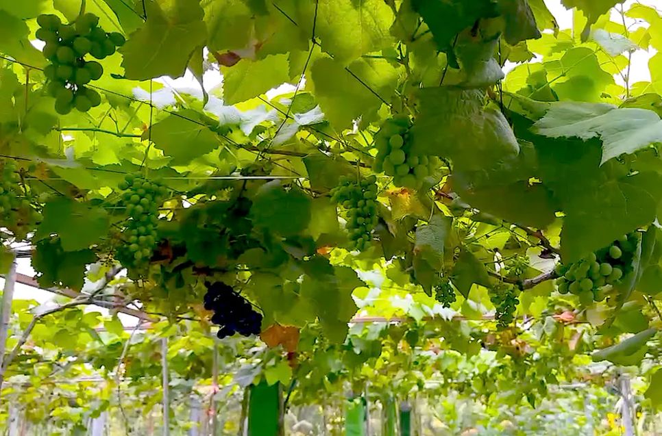 Khám phá vườn nho trĩu quả ở làng hoa Sa Đéc 