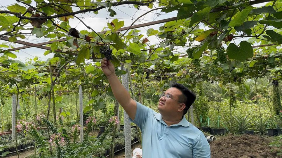 Khám phá vườn nho trĩu quả ở làng hoa Sa Đéc 