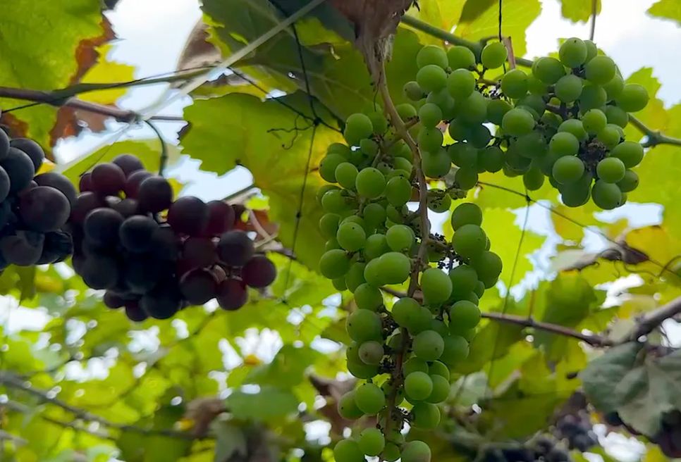 Khám phá vườn nho trĩu quả ở làng hoa Sa Đéc 