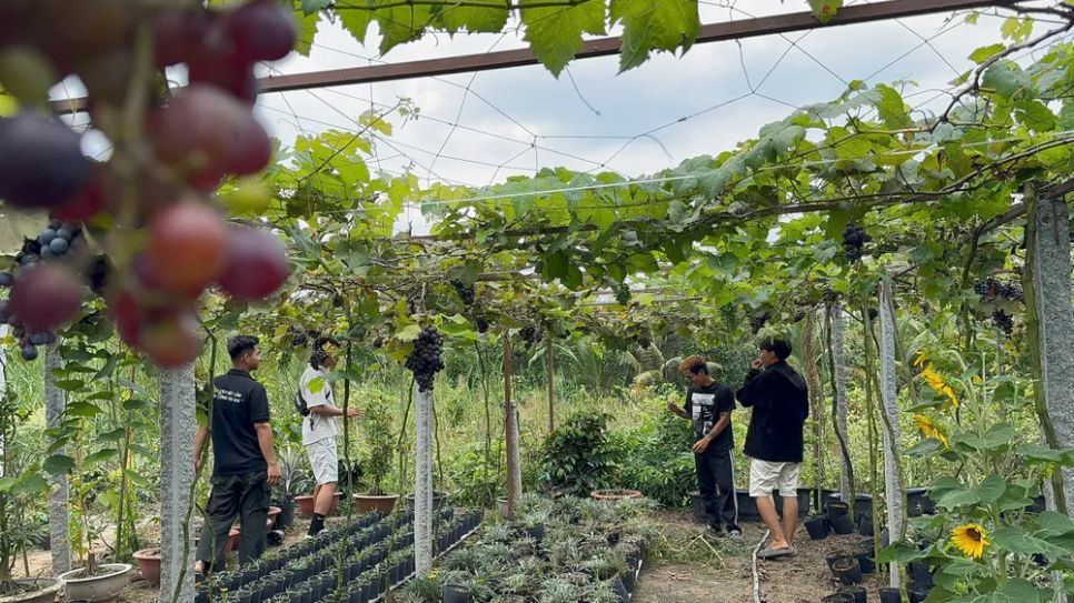 Khám phá vườn nho trĩu quả ở làng hoa Sa Đéc 