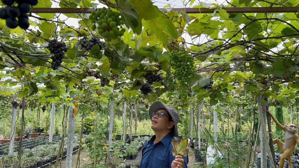 Khám phá vườn nho trĩu quả ở làng hoa Sa Đéc 