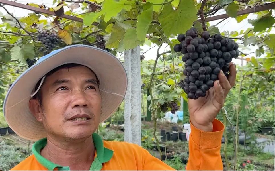 Khám phá vườn nho trĩu quả ở làng hoa Sa Đéc 