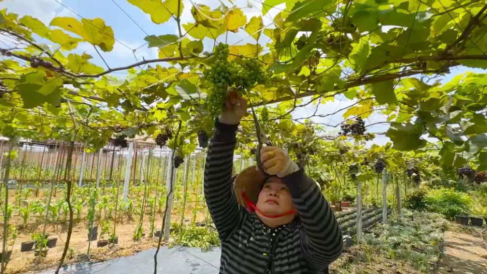 Khám phá vườn nho trĩu quả ở làng hoa Sa Đéc 