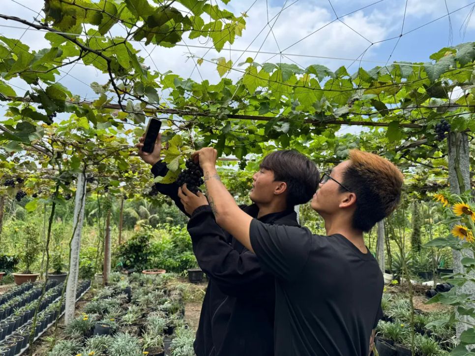 Khám phá vườn nho trĩu quả ở làng hoa Sa Đéc 