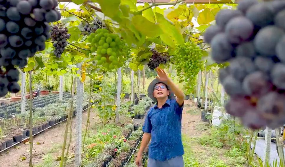 Khám phá vườn nho trĩu quả ở làng hoa Sa Đéc 