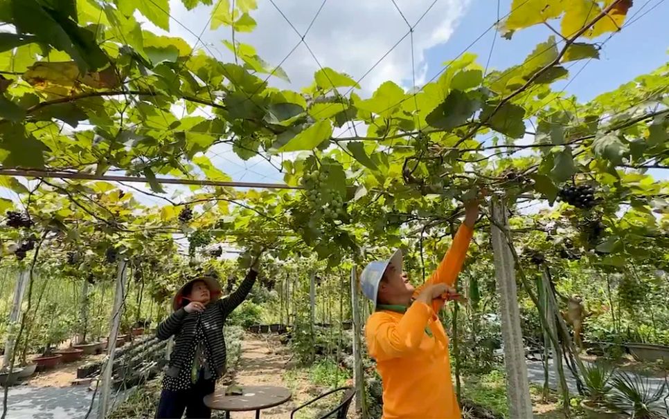 Khám phá vườn nho trĩu quả ở làng hoa Sa Đéc 