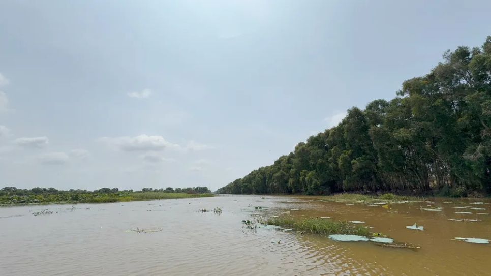 <i>Một góc Vườn quốc gia Tràm Chim - Ảnh: Bùi Nguyên</i>